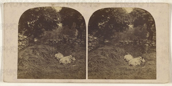 Vale Crucis, North Wales, The Abbey; British; about 1865; Albumen silver print