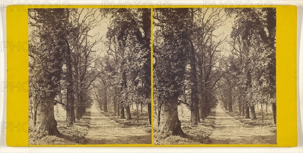 Bramshill Park, Hants. Seat of Sir William H. Cope, Bart. Avenue of Elms leading up to the West front; British; about 1865
