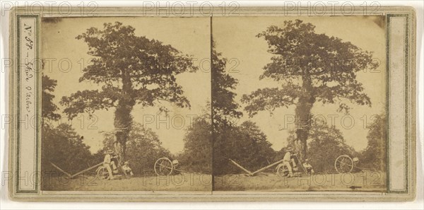 Etude d'arbre; French; about 1860; Albumen silver print