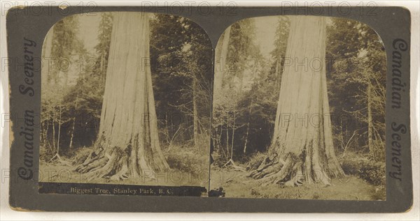 Biggest Tree, Stanley Park, B.C; Canadian; about 1910; Gelatin silver print