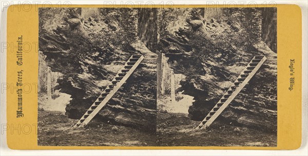 Eagles' Wing. Mammoth Trees, California; American; about 1870; Albumen silver print