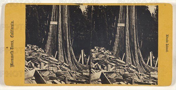 Rhode Island. Mammoth Trees, California; American; about 1870; Albumen silver print