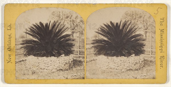 Sago Palm. The Mississippi River. New Orleans, Louisiana; American; about 1875; Albumen silver print