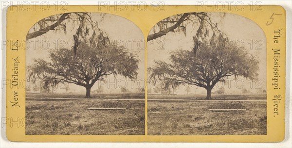 Live Oak. The Mississippi River. New Orleans, Louisiana; American; about 1875; Albumen silver print