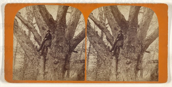 Big Tree, Andover, Mass; American; about 1865; Albumen silver print