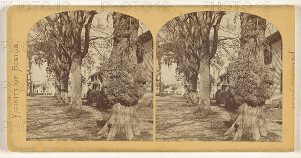 Old Elm, Court Street. Dedham, Mass; American; about 1865; Albumen silver print