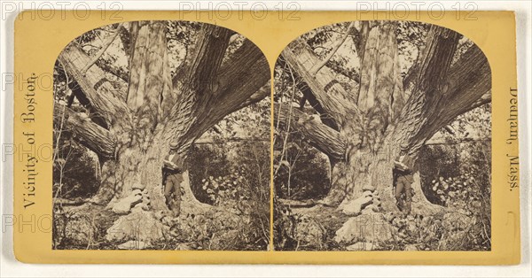Old Chestnut Tree, Oak Dale, 32 feet in circumference. Dedham, Mass; American; about 1865; Albumen silver print