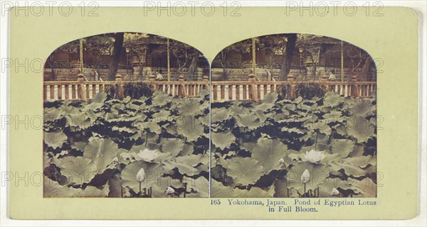 Yokohama, Japan. Pond of Egyptian Lotus in Full Bloom, recto, Temple of Juniten at Honmoku, Yokohama, Japan, verso, about 1898