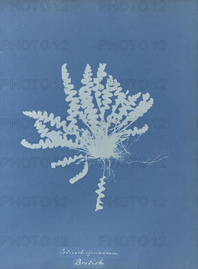 Ceterach officinarum, British; Anna Atkins, British, 1799 - 1871, England; 1853; Cyanotype; 25.4 × 19.4 cm 10 × 7 5,8 in