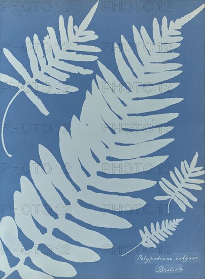 Polypodium vulgare, British; Anna Atkins, British, 1799 - 1871, England; 1853; Cyanotype; 25.4 × 19.4 cm 10 × 7 5,8 in