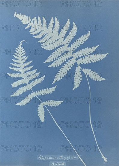 Polypodium phegopteris, British; Anna Atkins, British, 1799 - 1871, England; 1853; Cyanotype; 25.4 × 19.4 cm 10 × 7 5,8 in