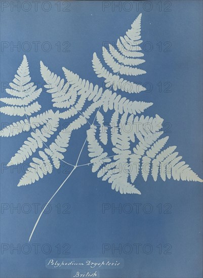 Polypodium dryopteris, British; Anna Atkins, British, 1799 - 1871, England; 1853; Cyanotype; 25.4 × 19.4 cm 10 × 7 5,8 in