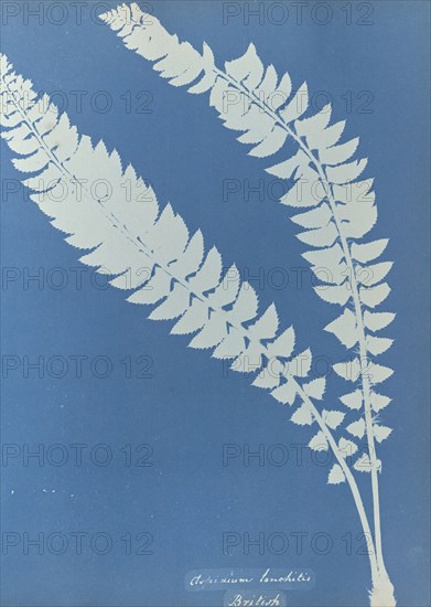 Asplenium lonchitis, British; Anna Atkins, British, 1799 - 1871, England; 1853; Cyanotype; 25.4 × 19.4 cm 10 × 7 5,8 in