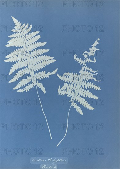 Lastrea thelypteris, British; Anna Atkins, British, 1799 - 1871, England; 1853; Cyanotype; 25.4 × 19.4 cm 10 × 7 5,8 in