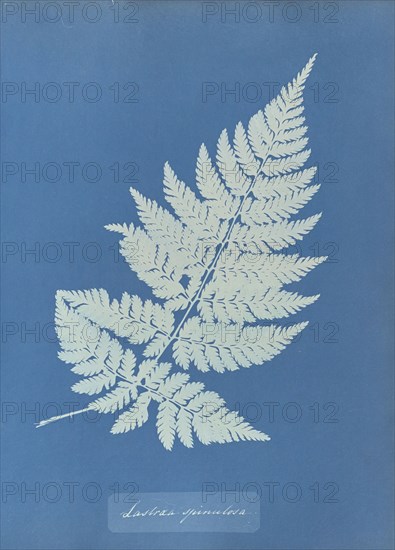 Lastrea spinulosa; Anna Atkins, British, 1799 - 1871, England; 1853; Cyanotype; 25.4 × 19.4 cm 10 × 7 5,8 in