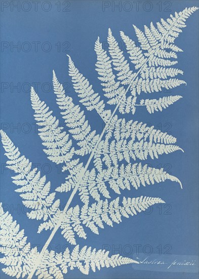 Lastrea focnisecii; Anna Atkins, British, 1799 - 1871, England; 1853; Cyanotype; 25.4 × 19.4 cm 10 × 7 5,8 in