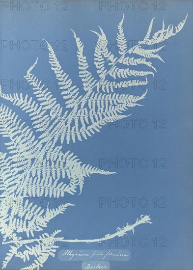 Athyrium filix femina; Anna Atkins, British, 1799 - 1871, England; 1853; Cyanotype; 25.4 × 19.4 cm 10 × 7 5,8 in