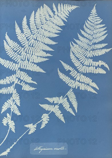 Athyrium molle; Anna Atkins, British, 1799 - 1871, England; 1853; Cyanotype; 25.4 × 19.4 cm 10 × 7 5,8 in