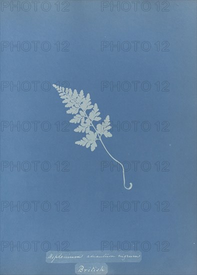 Asplenium adiantum nigrum, British; Anna Atkins, British, 1799 - 1871, England; 1853; Cyanotype; 25.4 × 19.4 cm 10 × 7 5,8 in