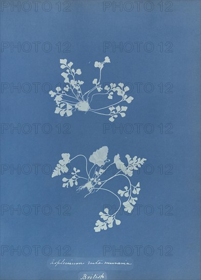 Asplenium ruta muraria, British; Anna Atkins, British, 1799 - 1871, England; 1853; Cyanotype; 25.4 × 19.4 cm 10 × 7 5,8 in