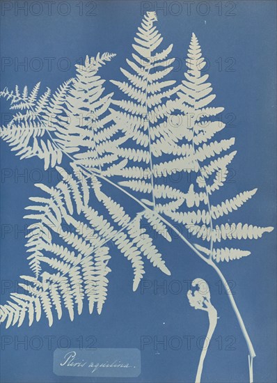 Pteris aquilina; Anna Atkins, British, 1799 - 1871, England; 1853; Cyanotype; 25.4 × 19.4 cm 10 × 7 5,8 in