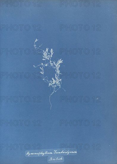 Hymenophyllum Tunbridgense, British; Anna Atkins, British, 1799 - 1871, England; 1853; Cyanotype; 25.4 × 19.4 cm 10 × 7 5,8 in