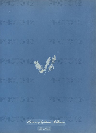 Hymenophyllum Wilsonii, British; Anna Atkins, British, 1799 - 1871, England; 1853; Cyanotype; 25.4 × 19.4 cm 10 × 7 5,8 in