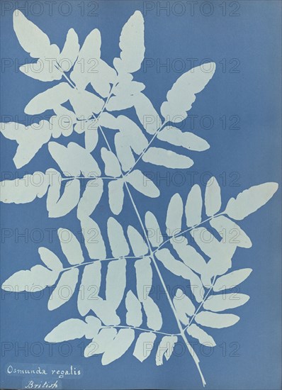 Osmunda regalis, British; Anna Atkins, British, 1799 - 1871, England; 1853; Cyanotype; 25.4 × 19.4 cm 10 × 7 5,8 in