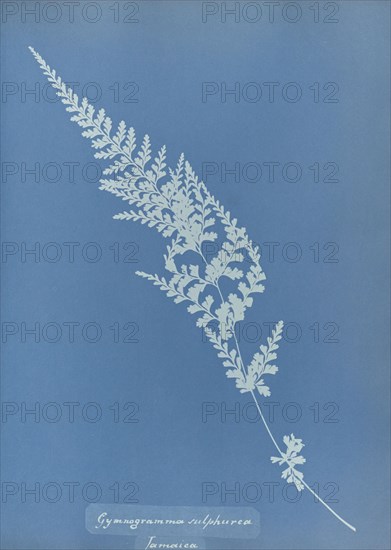 Gymnogramma sulphurea, Jamaica; Anna Atkins, British, 1799 - 1871, England; 1853; Cyanotype; 25.4 × 19.4 cm 10 × 7 5,8 in