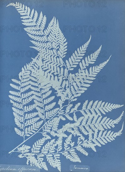 Polypodium effusum, Jamaica; Anna Atkins, British, 1799 - 1871, England; 1853; Cyanotype; 25.4 × 19.4 cm 10 × 7 5,8 in