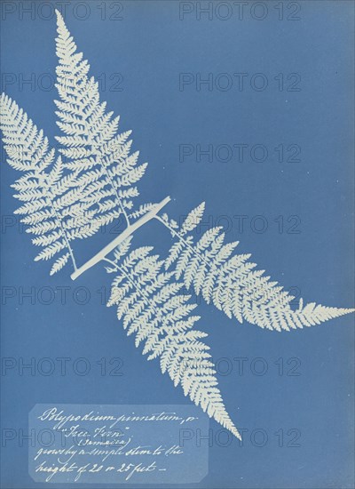 Polypodium pinnatum, Jamaica; Anna Atkins, British, 1799 - 1871, England; 1853; Cyanotype; 25.4 × 19.4 cm 10 × 7 5,8 in