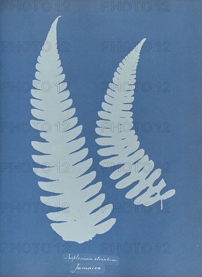 Asplenium striatum; Anna Atkins, British, 1799 - 1871, England; 1853; Cyanotype; 25.4 × 19.4 cm 10 × 7 5,8 in