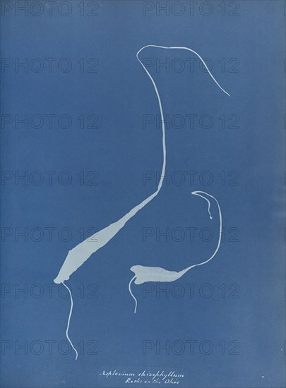 Asplenium rhizophyllum; Anna Atkins, British, 1799 - 1871, England; 1853; Cyanotype; 25.4 × 19.4 cm 10 × 7 5,8 in