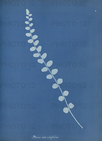 Pteris rotundifolia; Anna Atkins, British, 1799 - 1871, England; 1853; Cyanotype; 25.4 × 19.4 cm 10 × 7 5,8 in