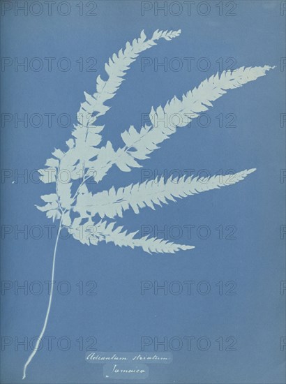 Adiantum striatum, Jamaica; Anna Atkins, British, 1799 - 1871, England; 1853; Cyanotype; 25.4 × 19.4 cm 10 × 7 5,8 in