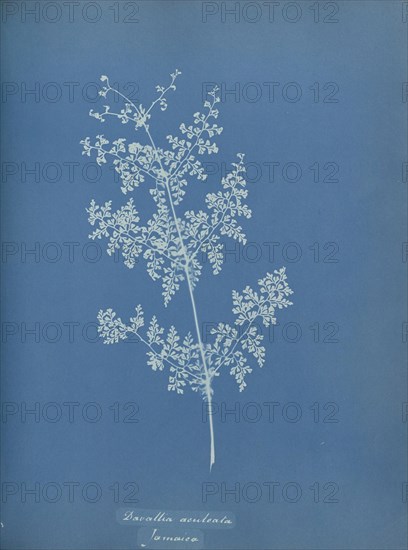 Davallia aeuleata, Jamaica; Anna Atkins, British, 1799 - 1871, England; 1853; Cyanotype; 25.4 × 19.4 cm 10 × 7 5,8 in