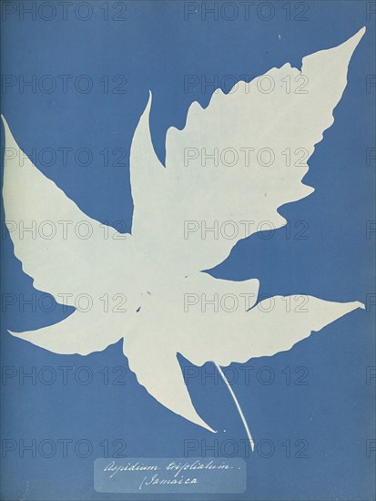 Aspidium trifoliatum, Jamaica; Anna Atkins, British, 1799 - 1871, England; 1853; Cyanotype; 25.4 × 19.4 cm 10 × 7 5,8 in