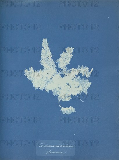 Trichomones crinitum, Jamaica; Anna Atkins, British, 1799 - 1871, England; 1853; Cyanotype; 25.4 × 19.4 cm 10 × 7 5,8 in