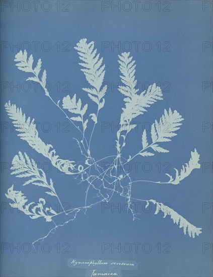 Hymenophyllum sericeum, Jamaica; Anna Atkins, British, 1799 - 1871, England; 1853; Cyanotype; 25.4 × 19.4 cm 10 × 7 5,8 in