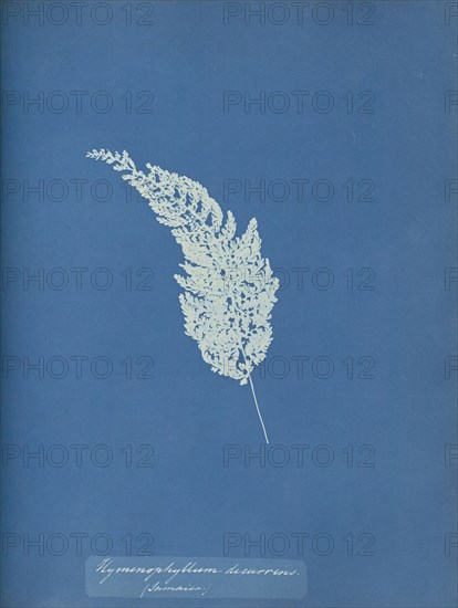 Hymenophyllum decurrens, Jamaica; Anna Atkins, British, 1799 - 1871, England; 1853; Cyanotype; 25.4 × 19.4 cm 10 × 7 5,8 in