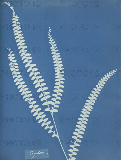 Ceylon, Sri Lanka, Anna Atkins, British, 1799 - 1871, England; 1853; Cyanotype; 25.4 × 19.4 cm 10 × 7 5,8 in