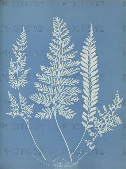 Ceylon, Sri Lanka, Anna Atkins, British, 1799 - 1871, England; 1853; Cyanotype; 25.4 × 19.4 cm 10 × 7 5,8 in