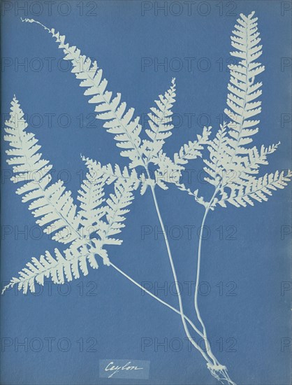 Ceylon, Sri Lanka, Anna Atkins, British, 1799 - 1871, England; 1853; Cyanotype; 25.4 × 19.4 cm 10 × 7 5,8 in