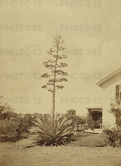 Century Plant, San Gabriel, Cal; Carleton Watkins, American, 1829 - 1916, San Gabriel, California, United States; about 1880