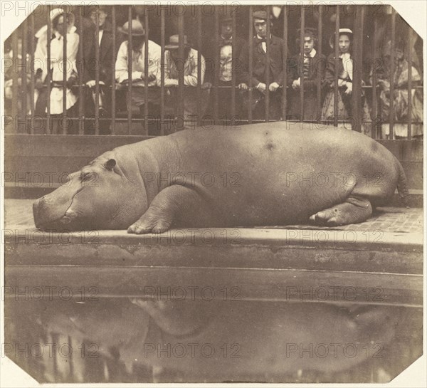 The Hippopotamus at the Zoological Gardens, Regent's Park; Count de Montizon, Spanish, 1822 - 1887, 1852; Salted paper print