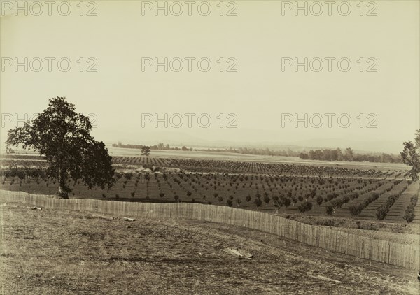 Young Orchard, Palermo, Butte County; Carleton Watkins, American, 1829 - 1916, Butte County, California, United States