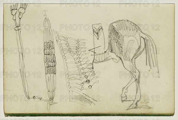 Horse Studies and Tassels; Théodore Géricault, French, 1791 - 1824, 1812 - 1814; Graphite; 15.2 x 10.6 cm, 6 x 4 3,16 in