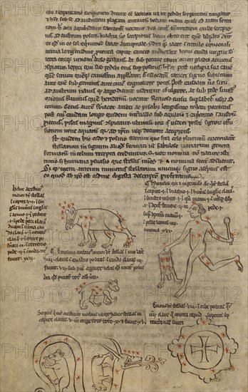 Constellation Diagrams; England; early 13th century; Pen and black, green, and red inks on parchment bound between pasteboard