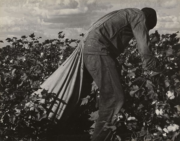 Stoop Labor in Cotton Field, San Joaquin Valley, California; Dorothea Lange, American, 1895 - 1965, 1938; Gelatin silver print