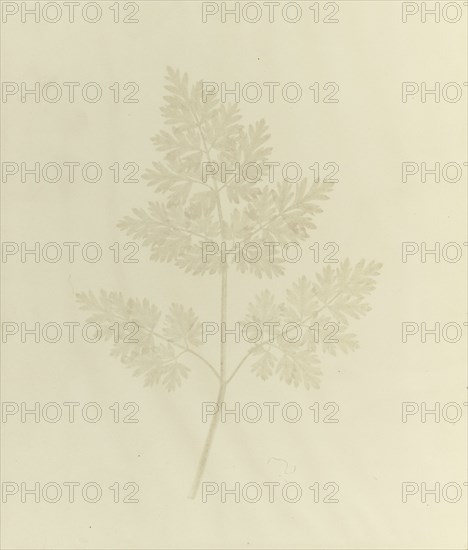 Leaf of a Plant; William Henry Fox Talbot, English, 1800 - 1877, Reading, England; before February 14, 1844; Salted paper print